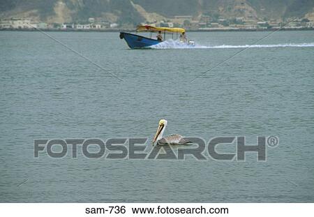 Pelican Floating on the Sea Ecuador View Large Photo Image Stock Photograph - Pelican Floating on the Sea Ecuador. Fotosearch