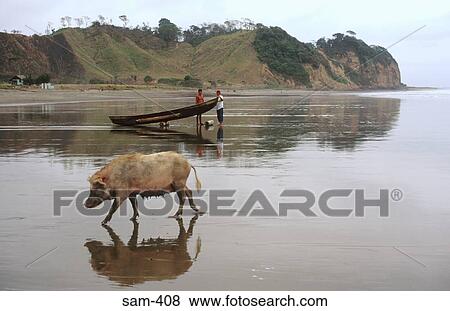 Pig Walking on Beach Musnie Ecuador View Large Photo Image Stock Photo - Pig Walking on Beach Musnie Ecuador. Fotosearch
