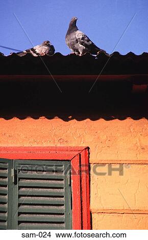 Pigeons on an Orange Wall Buenos Aires Argentina View Large Photo Image Picture - Pigeons on an Orange Wall Buenos Aires Argentina. Fotosearch