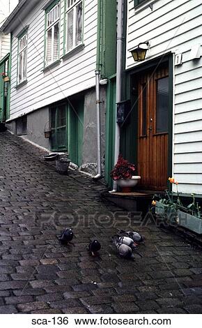 Pigeons on Cobbled Street Stavanger Norway View Large Photo Image Stock Photograph - Pigeons on Cobbled Street Stavanger Norway. Fotosearch
