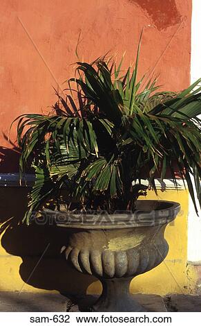 Pot Plant Against Painted Plaster Wall Colombia View Large Photo Image Stock Image - Pot Plant Against Painted Plaster Wall Colombia. Fotosearch