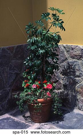 Pot Plant in a Corner Spain View Large Photo Image Stock Photography - Pot Plant in a Corner Spain. Fotosearch