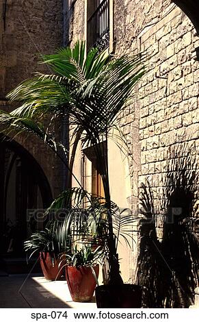Potted Palm on Street Corner Barcelona Spain View Large Photo Image Picture - Potted Palm on Street Corner Barcelona Spain. Fotosearch