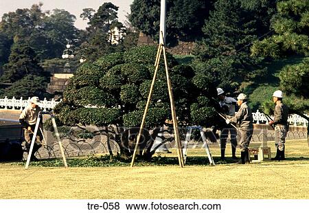 Pruning Trees by Imperial Palace Moat Tokyo Japan View Large Photo Image Stock Photo - Pruning Trees by Imperial Palace Moat Tokyo Japan. Fotosearch
