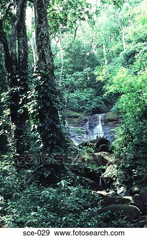 Rainforest Panama View Large Photo Image Stock Photo - Rainforest Panama. Fotosearch