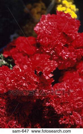 Red Carnations in Flower Shop View Large Photo Image Stock Photo - Red Carnations in Flower Shop. Fotosearch