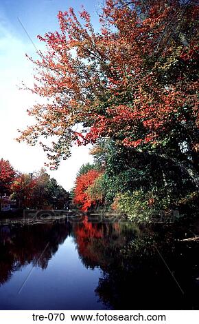 River Bank Trees Turning Red in Autumn View Large Photo Image Stock Image - River Bank Trees Turning Red in Autumn. Fotosearch