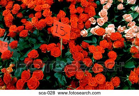 Roses at Public Market Stockholm Sweden View Large Photo Image Stock Photo - Roses at Public Market Stockholm Sweden. Fotosearch