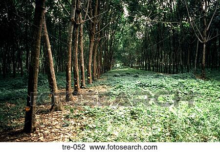 Stock Image - Row of Tapped Rubber Trees Philippines. Fotosearch