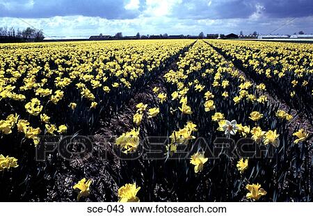 Rows of Daffodils The Netherlands View Large Photo Image Stock Image - Rows of Daffodils The Netherlands. Fotosearch