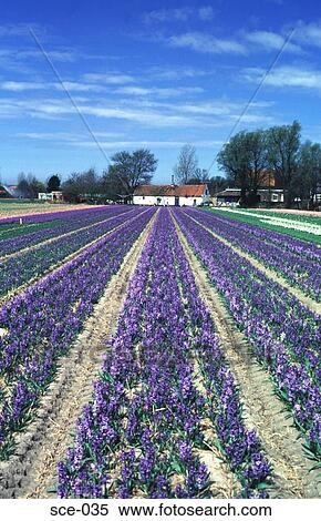 Rows of Hyacinths and a Farmhouse Leisse Netherlands View Large Photo Image Stock Photography - Rows of Hyacinths and a Farmhouse Leisse Netherlands. Fotosearch