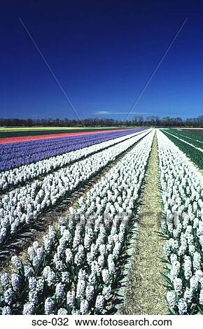 Stock Image - Rows of Hyacinths in Bulb Fields Leisse Netherlands. Fotosearch