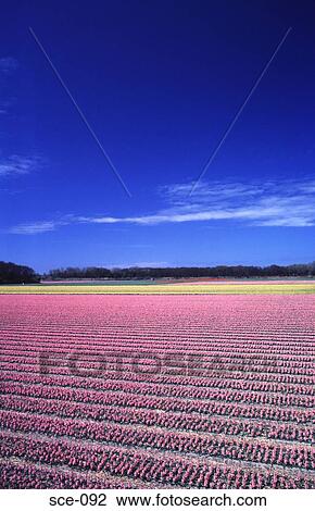 Rows of Pink Hyacinths in a Field View Large Photo Image Stock Image - Rows of Pink Hyacinths in a Field. Fotosearch