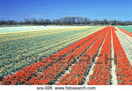 Stock Photograph - Rows of Tulips in Bulb Fields Leisse Netherlands. Fotosearch