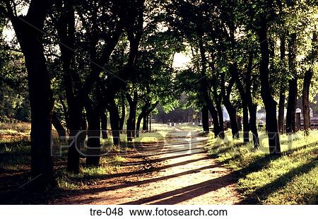 Rural Avenue San Andrea de Areco Argentina View Large Photo Image Stock Photo - Rural Avenue San Andrea de Areco Argentina. Fotosearch