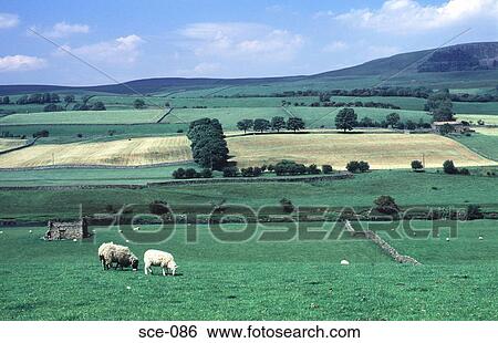 Sheep Grazing on Yorkshire Farmland UK View Large Photo Image Stock Photograph - Sheep Grazing on Yorkshire Farmland UK. Fotosearch