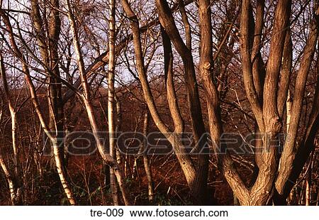 Stock Photo - Silver Birch and Oak Coppice in Winter UK. Fotosearch