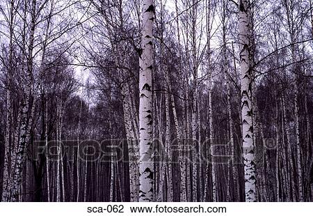 Silver Birch Forest Helsinki Finland View Large Photo Image Stock Image - Silver Birch Forest Helsinki Finland. Fotosearch
