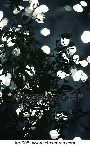 Silver Birch Leaves in Silhouette Wales UK View Large Photo Image Stock Photography - Silver Birch Leaves in Silhouette Wales UK. Fotosearch