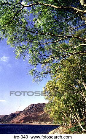Silver Birch on the Shore of a Welsh Lake UK View Large Photo Image Stock Image - Silver Birch on the Shore of a Welsh Lake UK. Fotosearch