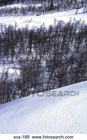 Skiers in Forest Geilo Norway View Large Photo Image Stock Photo - Skiers in Forest Geilo Norway. Fotosearch