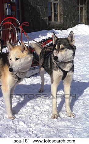 Sledge Dogs in the Snow Finse Norway View Large Photo Image Stock Image - Sledge Dogs in the Snow Finse Norway. Fotosearch