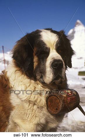 St Bernard Dog the Matterhorn Zermatt Switzerland View Large Photo Image Stock Image - St Bernard Dog the Matterhorn Zermatt Switzerland. Fotosearch