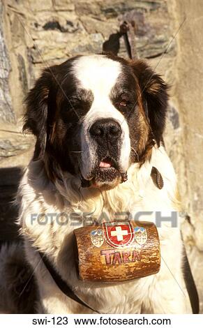 St Bernard Dog the Matterhorn Zermatt Switzerland View Large Photo Image Stock Image - St Bernard Dog the Matterhorn Zermatt Switzerland. Fotosearch