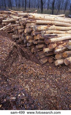 Stock Photo - Stack of Logs without Bark Argentina. Fotosearch