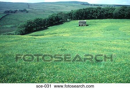 Stone Barn in a Field of Buttercups Yorkshire UK View Large Photo Image Stock Image - Stone Barn in a Field of Buttercups Yorkshire UK. Fotosearch