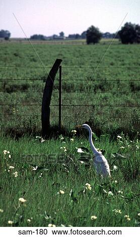 Stork in La Pampas Field Argentina View Large Photo Image Stock Image - Stork in La Pampas Field Argentina. Fotosearch