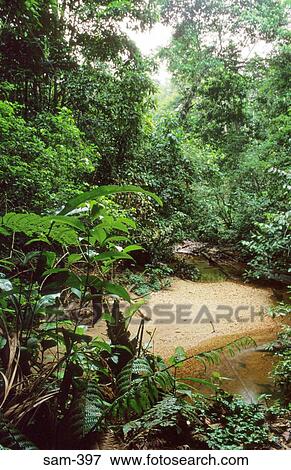 Stream and Jungle Amazon Ecuador View Large Photo Image Stock Photo - Stream and Jungle Amazon Ecuador. Fotosearch