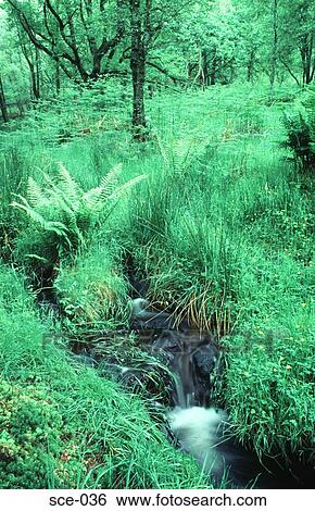 Stream Running Through Ferns Scotland UK View Large Photo Image Stock Photograph - Stream Running Through Ferns Scotland UK. Fotosearch