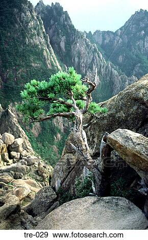 Stunted Pine Tree in Mountains Korea View Large Photo Image Stock Photo - Stunted Pine Tree in Mountains Korea. Fotosearch