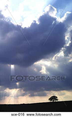 Sun Bursting Clouds Silhouetting Tree UK View Large Photo Image Stock Photograph - Sun Bursting Clouds Silhouetting Tree UK. Fotosearch