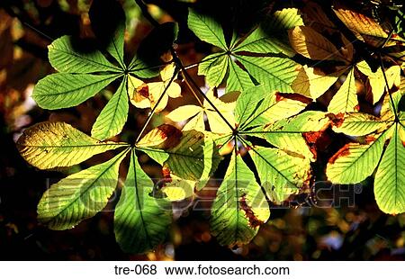 Stock Photo - Sun Filtering through Horse Chestnut Leaves Wales UK. Fotosearch