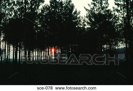 Sun Setting through Trees France View Large Photo Image Stock Photo - Sun Setting through Trees France. Fotosearch