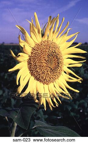 Sunflower Argentina View Large Photo Image Stock Image - Sunflower Argentina. Fotosearch
