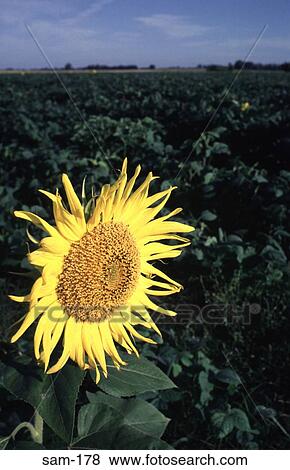 Sunflower in La Pampas Field Argentina View Large Photo Image Stock Photo - Sunflower in La Pampas Field Argentina. Fotosearch