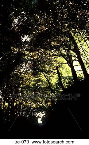 Sunlight Filtering through Canopy of Forest Wales UK View Large Photo Image Stock Image - Sunlight Filtering through Canopy of Forest Wales UK. Fotosearch