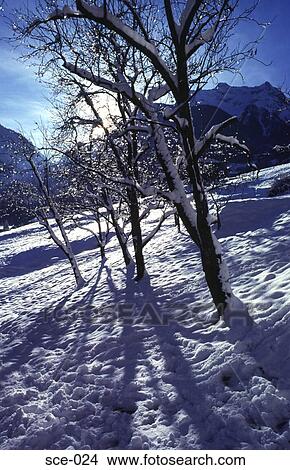 Sunlight Striking Trees in the Snow Austria View Large Photo Image Picture - Sunlight Striking Trees in the Snow Austria. Fotosearch