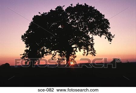 Sunset and Silhouette of Oak Tree View Large Photo Image Stock Image - Sunset and Silhouette of Oak Tree. Fotosearch