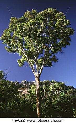 Tall Desert Tree Zimbabwe View Large Photo Image Stock Image - Tall Desert Tree Zimbabwe. Fotosearch