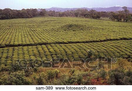 Stock Photo - Tea Plantation Puto Ecuador. Fotosearch