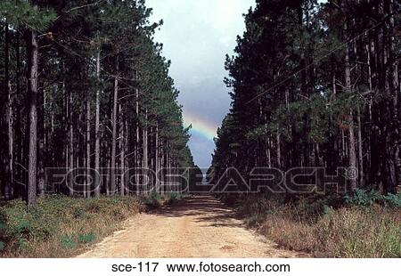 Stock Photo - Track through a Forest Sandy National Park Australia. Fotosearch
