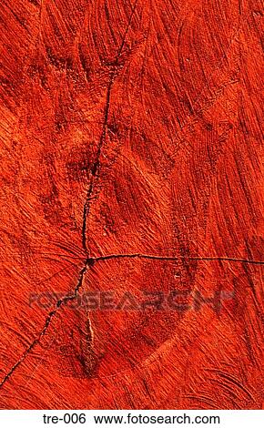 Tree Rings of Ecuadorian Tree View Large Photo Image Stock Photograph - Tree Rings of Ecuadorian Tree. Fotosearch