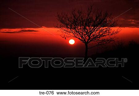 Tree Silhouetted against Red Sunset UK View Large Photo Image Stock Photograph - Tree Silhouetted against Red Sunset UK. Fotosearch