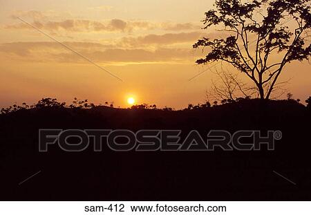 Stock Image - Tree Silhouetted in Sunset Ecuador. Fotosearch