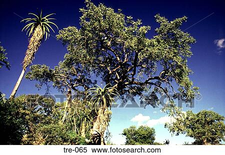 Tree Tops against Blue Desert Sky Zimbabwe View Large Photo Image Stock Photography - Tree Tops against Blue Desert Sky Zimbabwe. Fotosearch