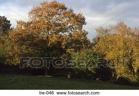 Trees at Edge of Meadow in Autumn Wales UK View Large Photo Image Stock Photograph - Trees at Edge of Meadow in Autumn Wales UK. Fotosearch